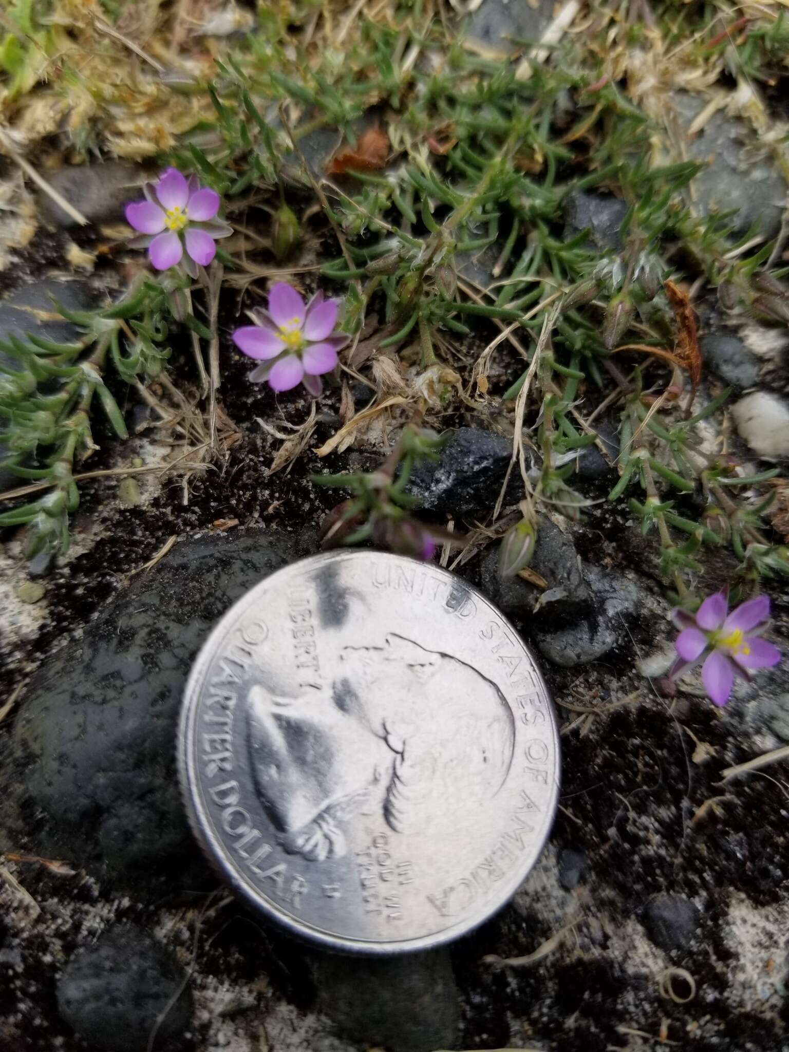 Image of sticky sandspurry