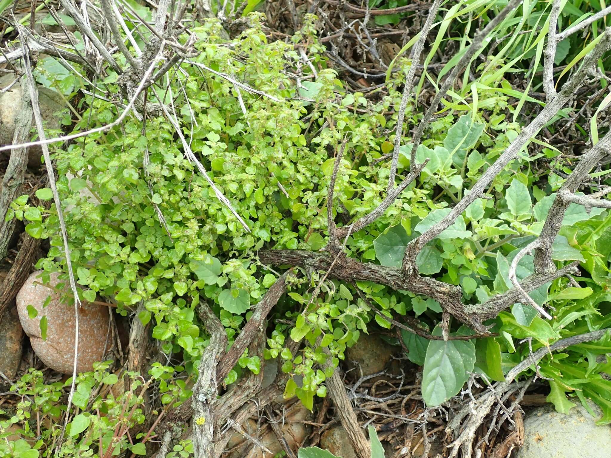 Image of rillita pellitory