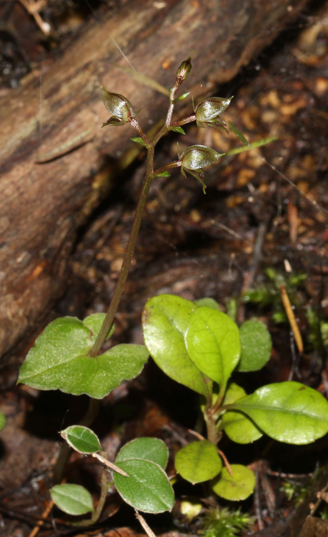 Acianthus sinclairii Hook. fil.的圖片