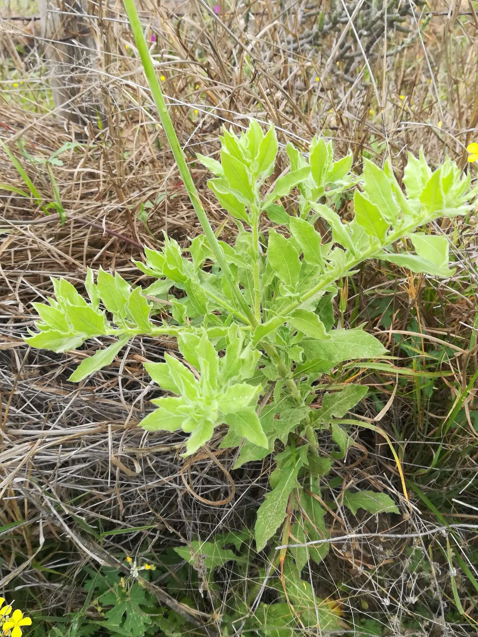 Image of Texas beeblossom