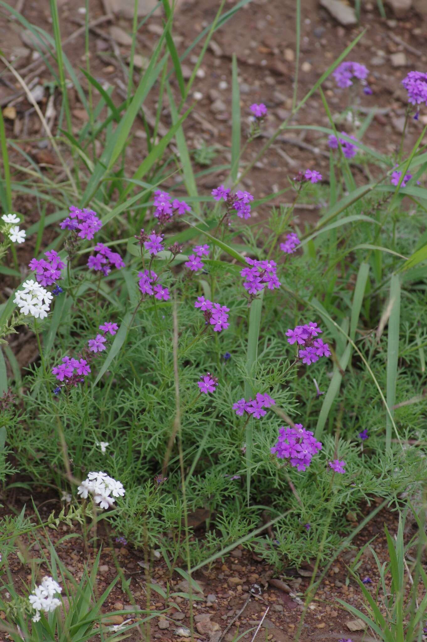 Image of Glandularia aristigera (S. Moore) Tronc.