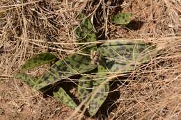 Image of Drimiopsis burkei Baker