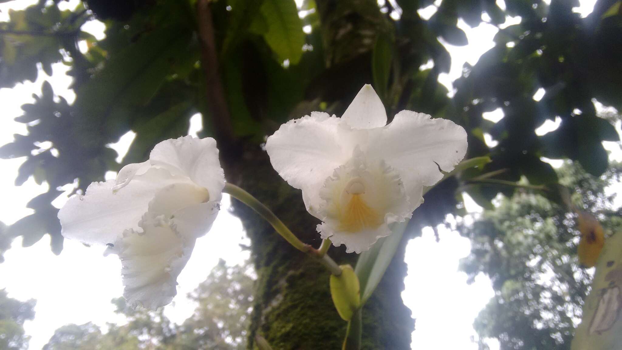 Imagem de Cattleya quadricolor B. S. Williams