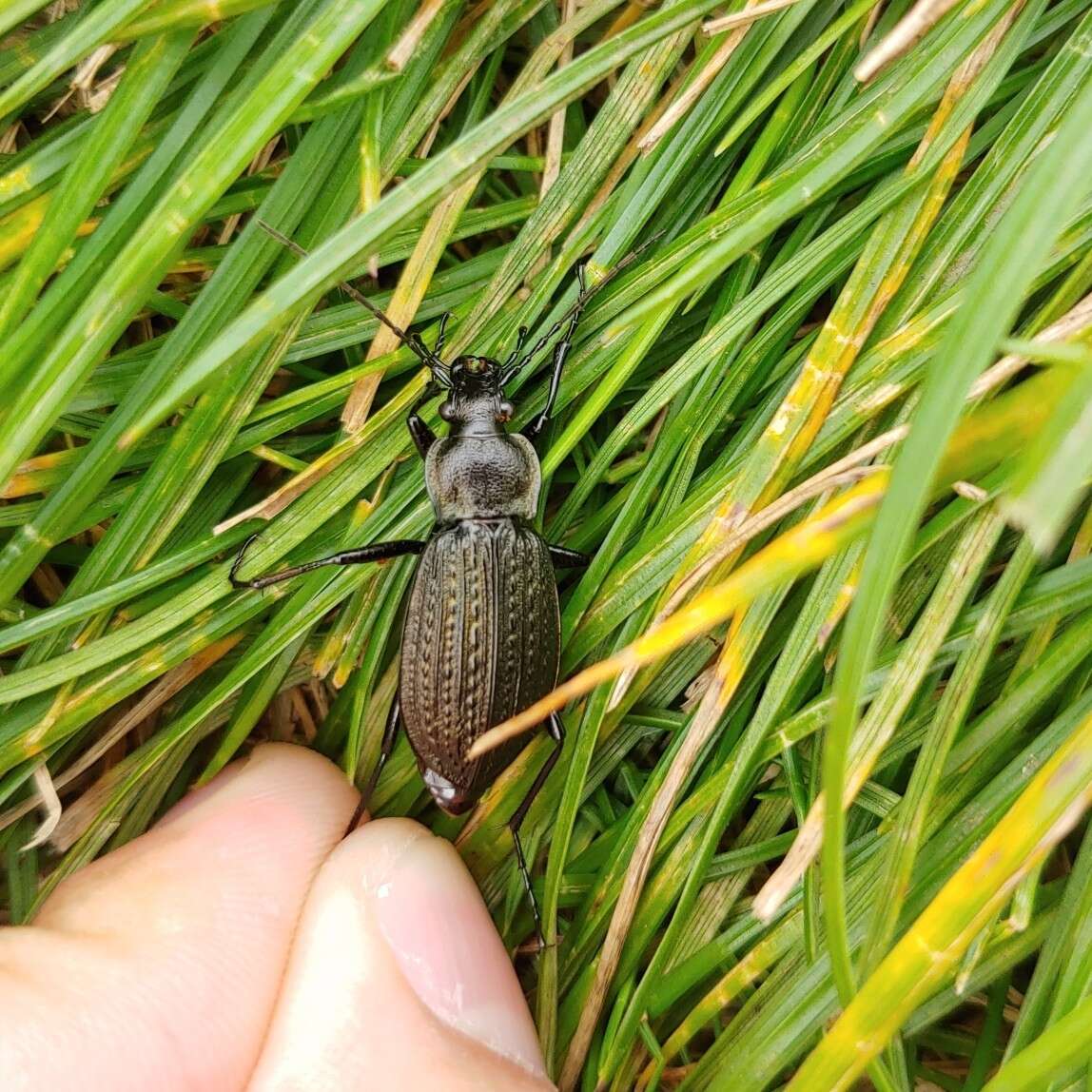 Image of Carabus (Carabus) granulatus yezoensis Bates 1883