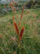 Imagem de Carex clavata Thunb.