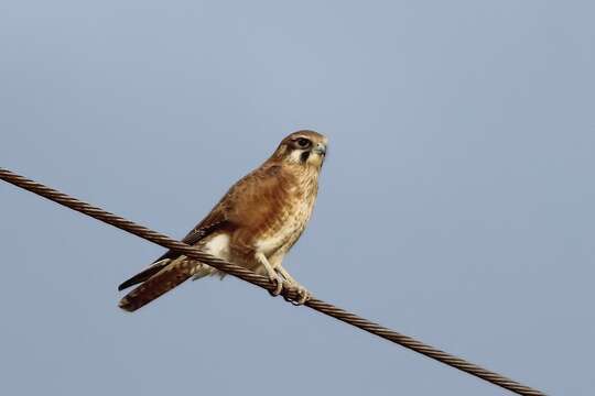 Image of Brown Falcon