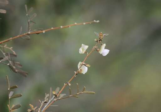 Image of <i>Tephrosia leratiana</i>