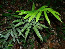 Image of Adiantum cajennense Willd.