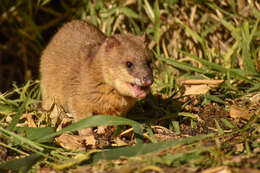 Image of Little Water Opossum