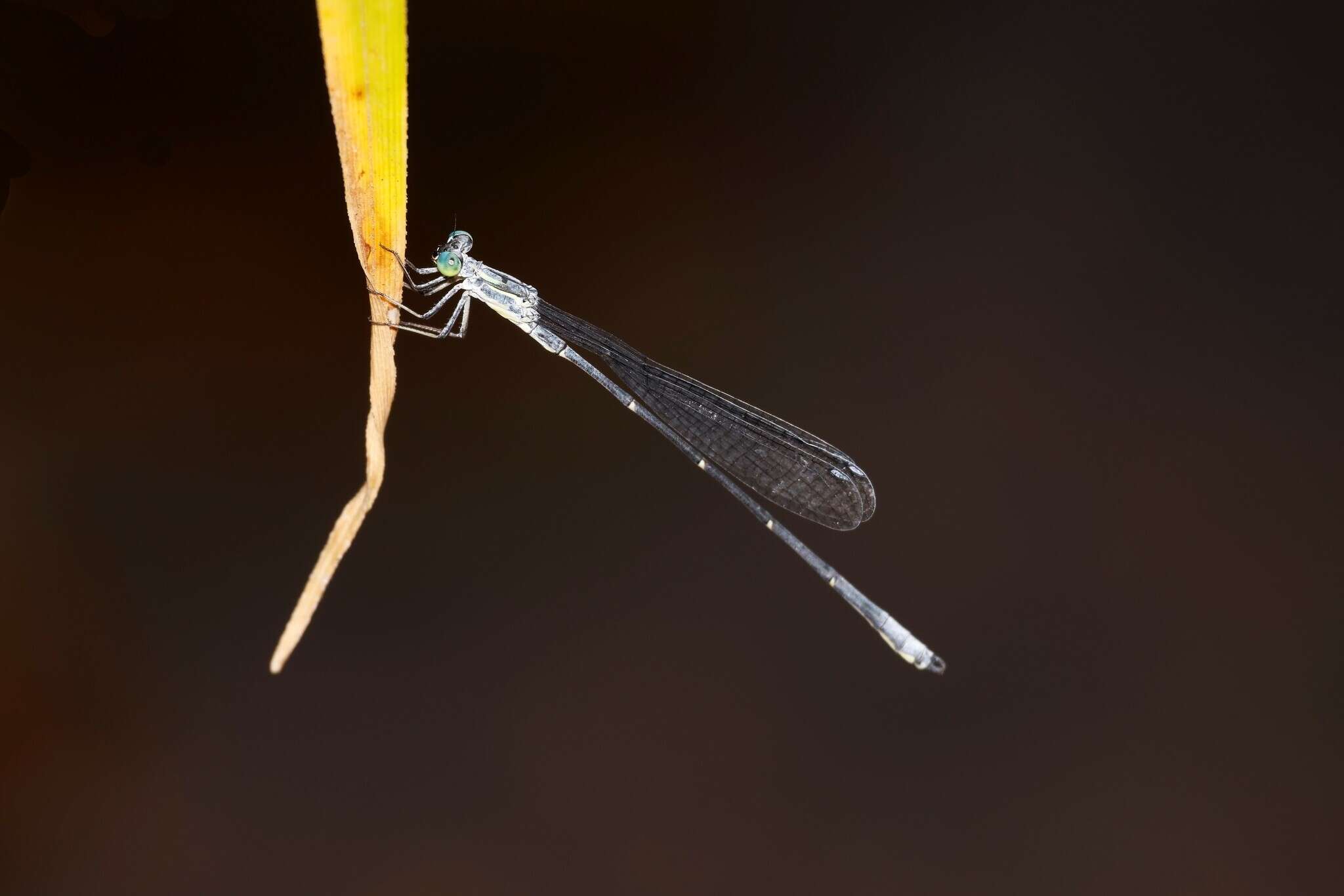 Image of Neosticta canescens Tillyard 1913