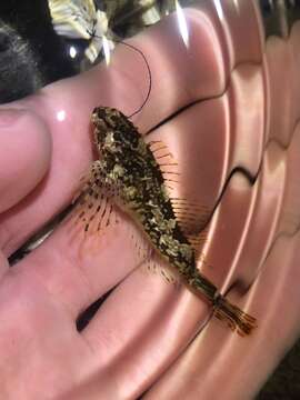 Image of Prickly sculpin