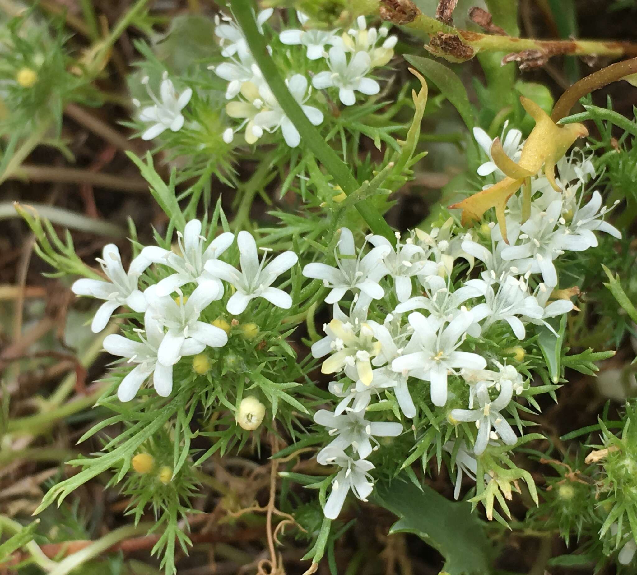 Image of Baker's navarretia