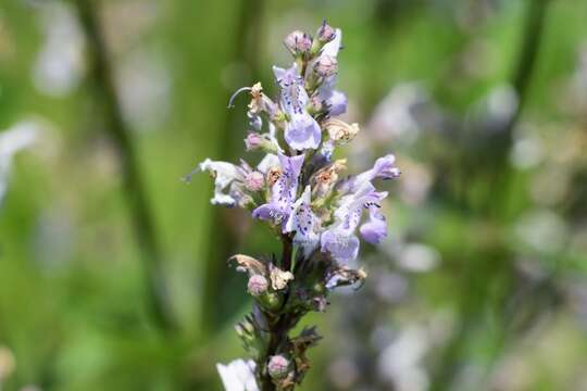 Image of Nepeta nuda L.