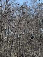 Image of Everglade snail kite