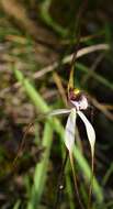 Imagem de Caladenia cretacea (D. L. Jones) G. N. Backh.