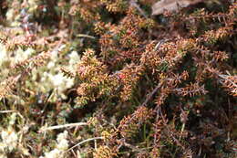 Image of Androstoma empetrifolia Hook. fil.