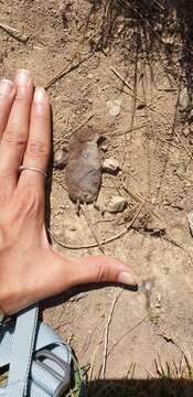 Image of VALAIS SHREW