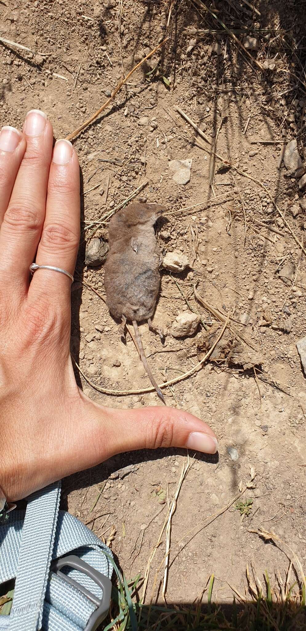 Image of VALAIS SHREW