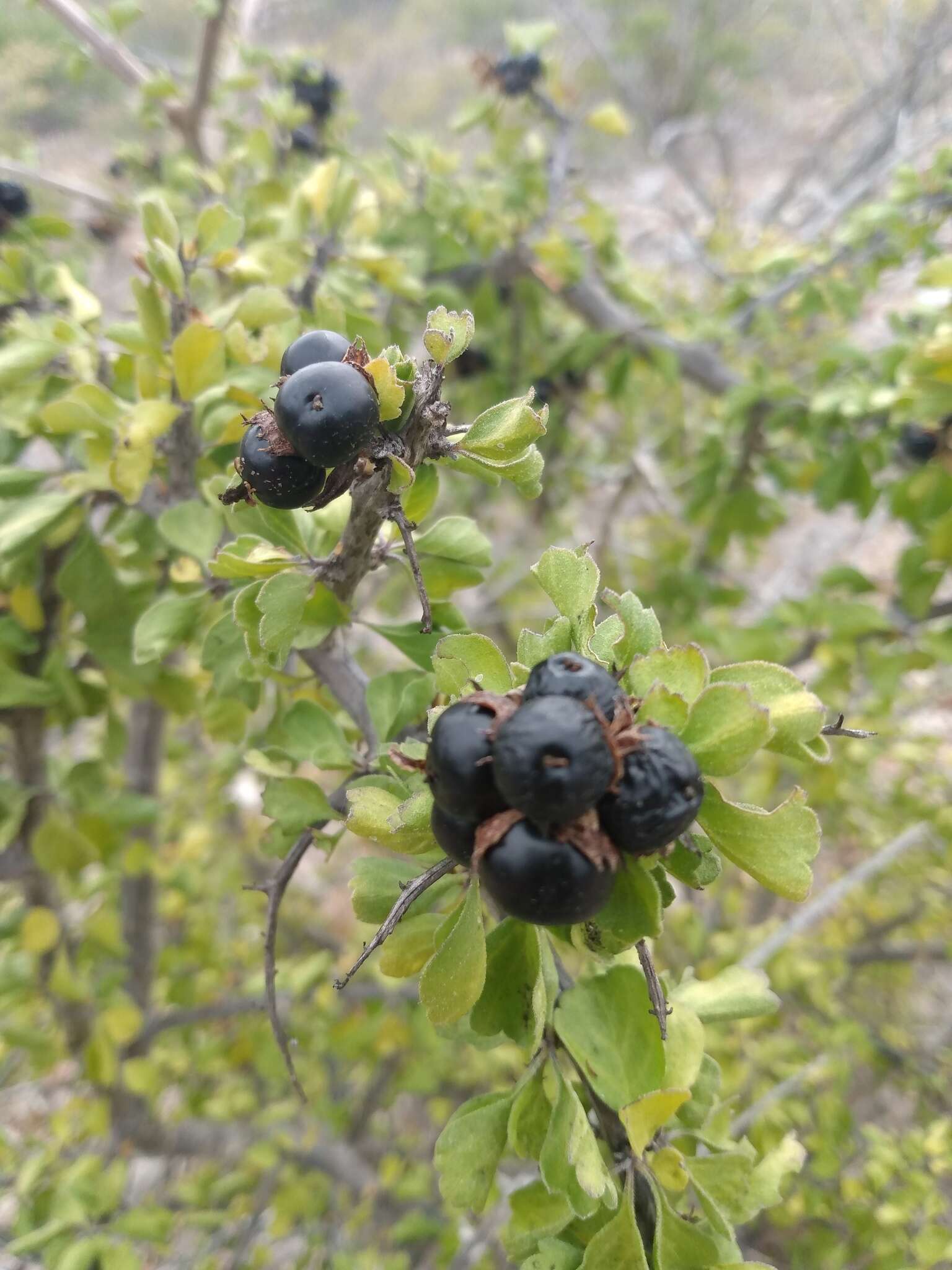 Image of Citharexylum flabellifolium S. Watson