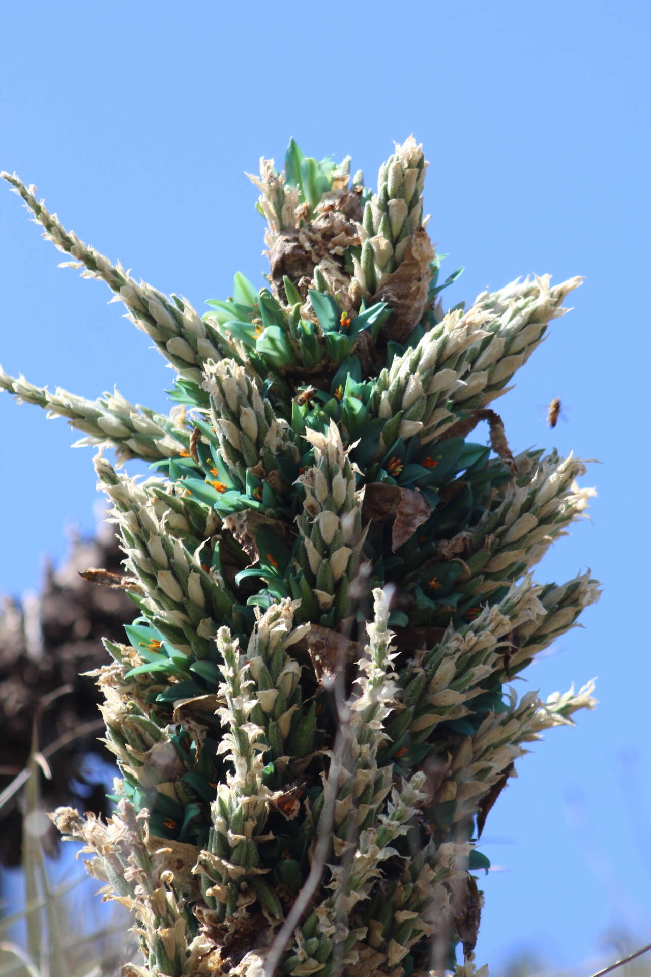 Puya alpestris subsp. zoellneri Zizka, J. V. Schneid. & Novoa的圖片