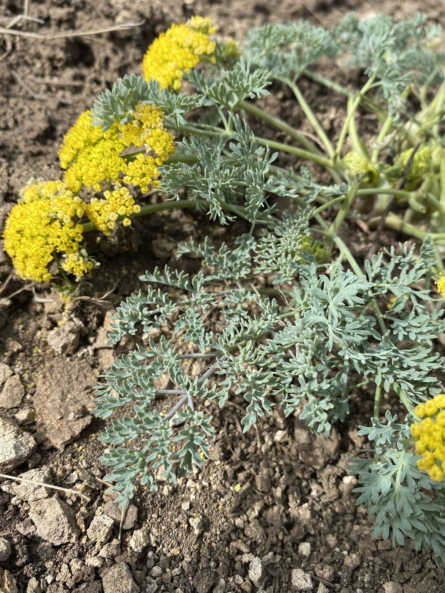 Imagem de Lomatium donnellii (Coult. & Rose) Coult. & Rose