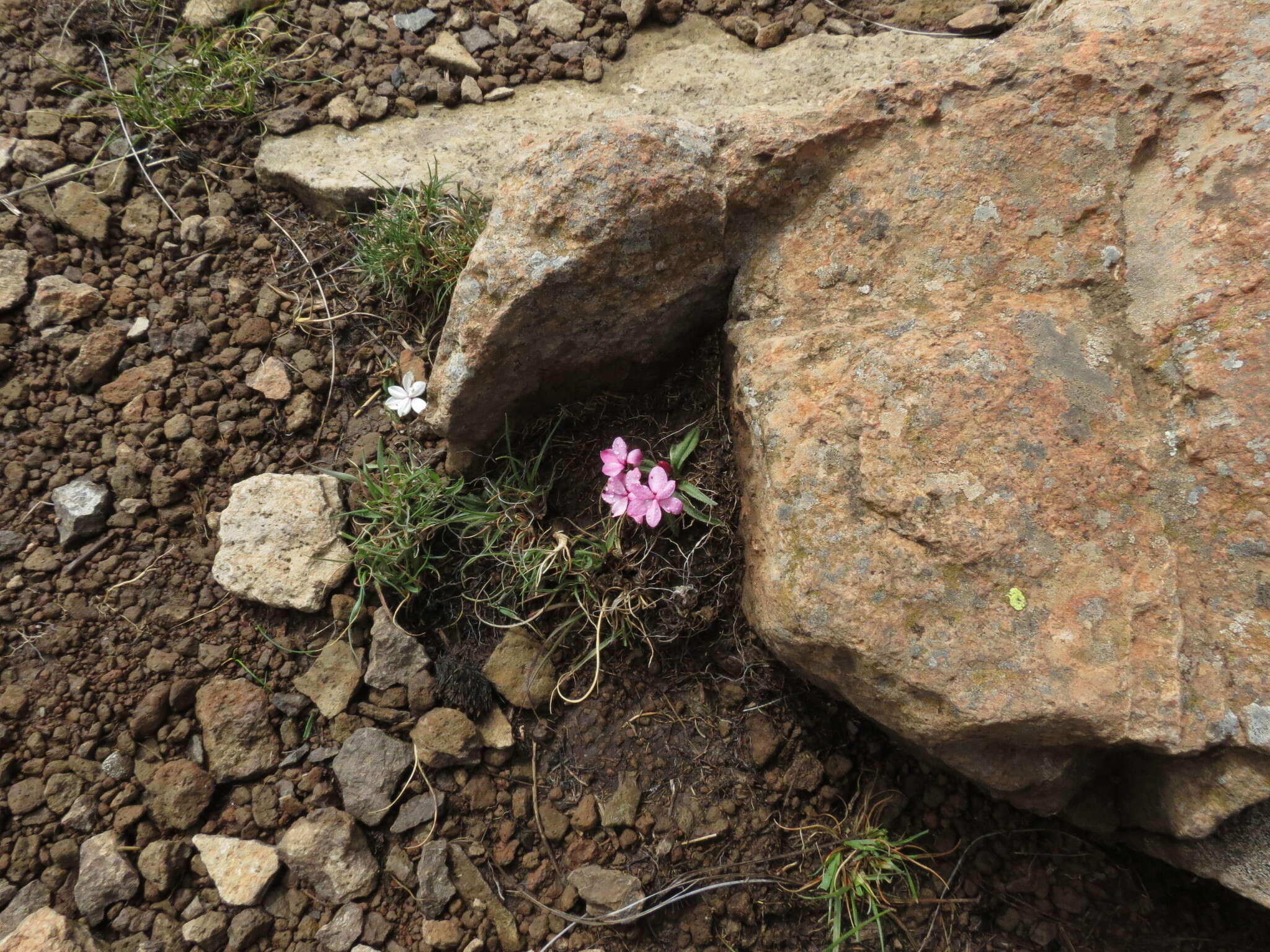 Image of Rhodohypoxis