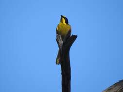 Image of Yellow-tufted Honeyeater