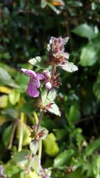 Stachys melissifolia Benth. resmi