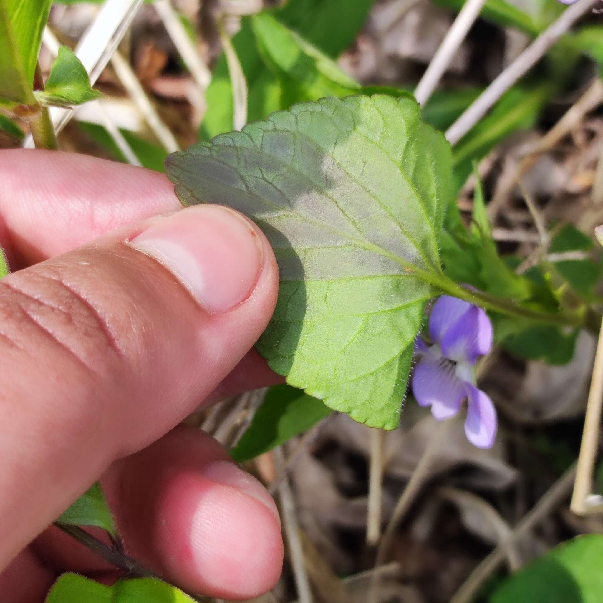 Imagem de Viola acuminata Ledebour