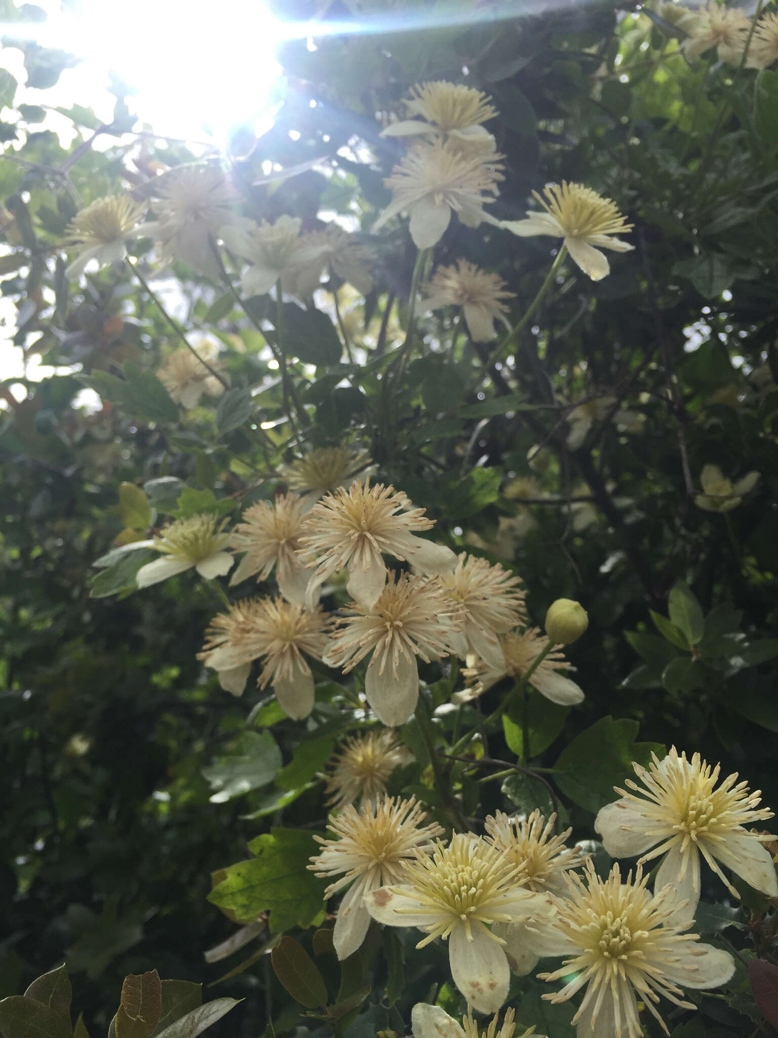 Image of pipestem clematis