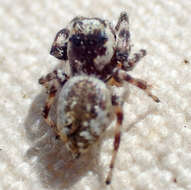 صورة Metaphidippus chera (Chamberlin 1924)