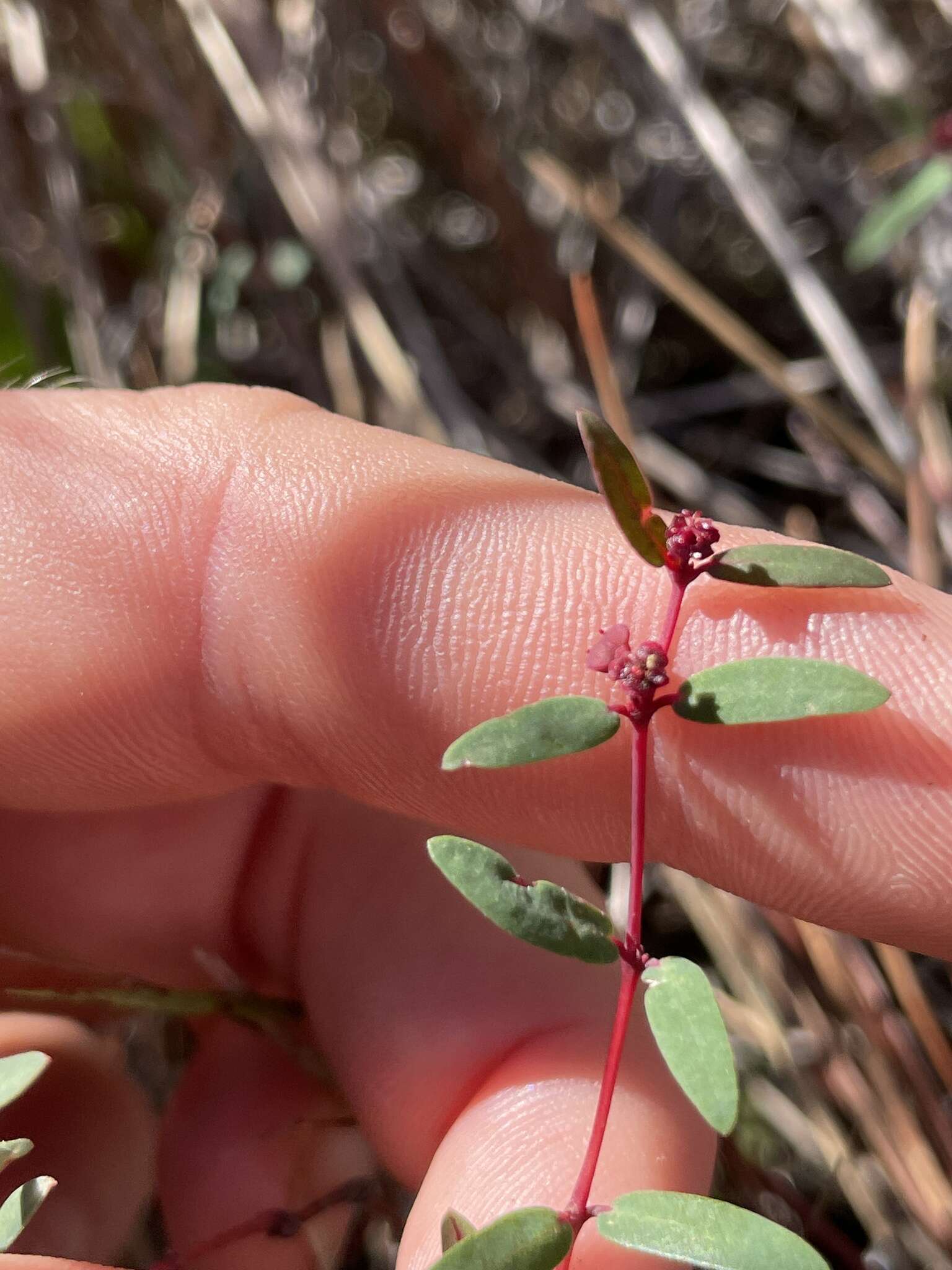 Imagem de Euphorbia gariepina subsp. balsamea (Welw. ex Hiern) L. C. Leach