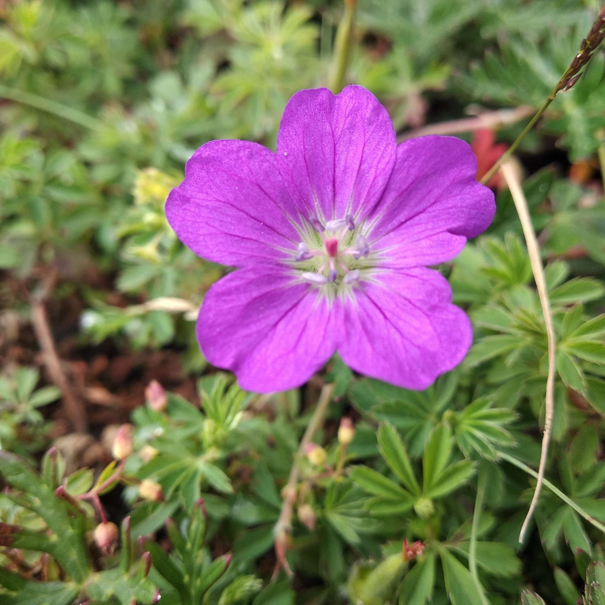 Image of Geranium potentillifolium DC.