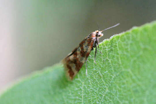 Image of Leaf roller