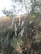 Image of Arizona cottontop