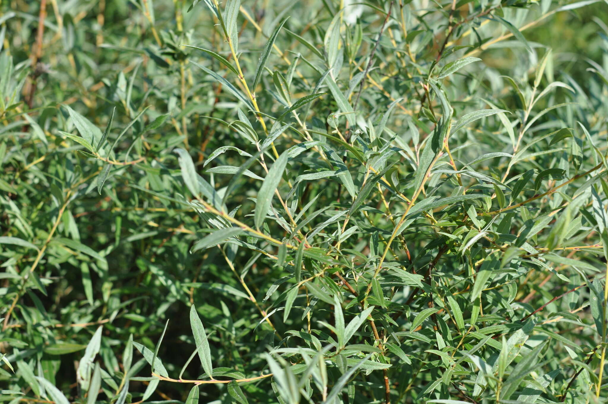 Imagem de Salix rosmarinifolia L.