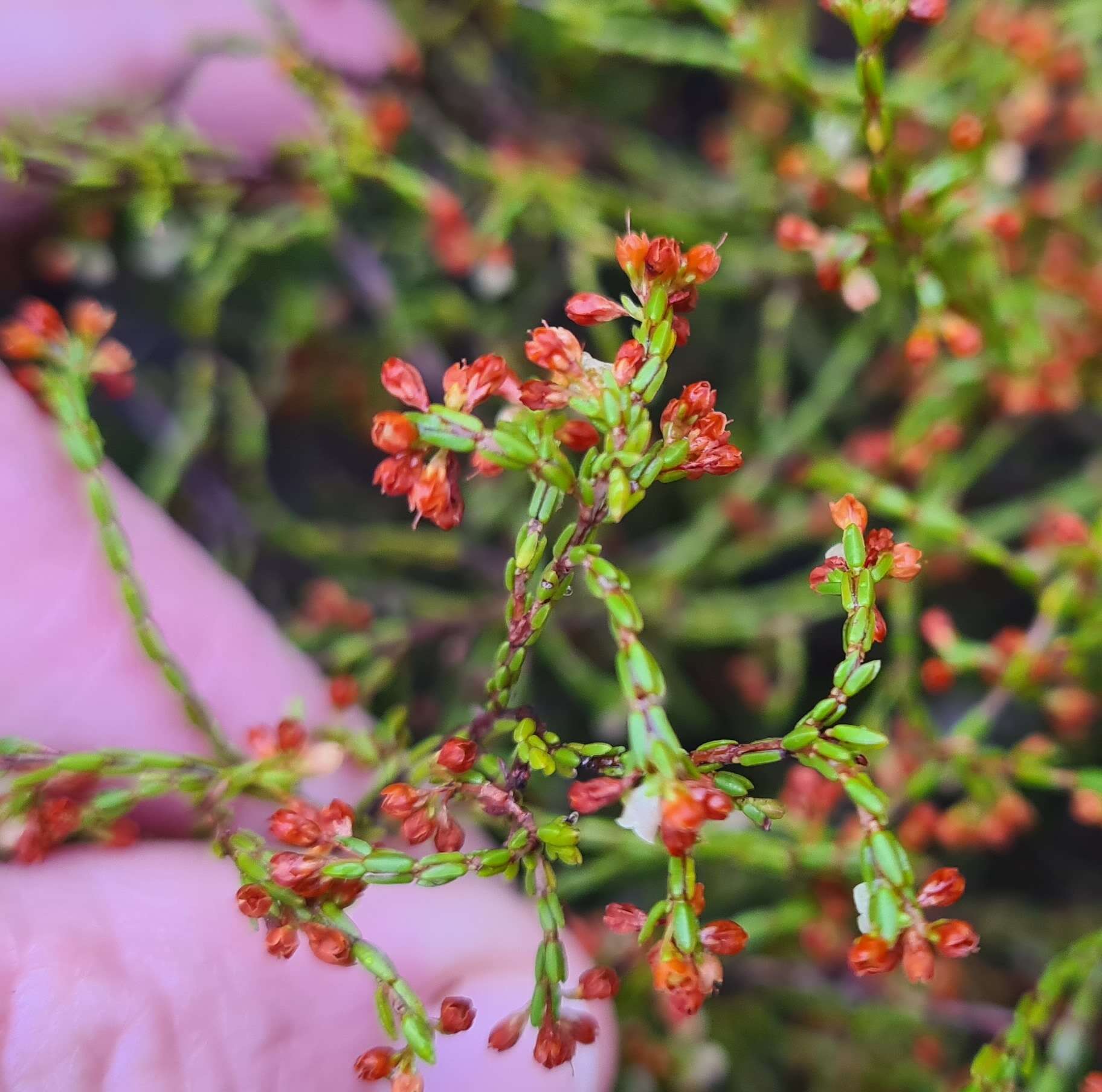 Image of Erica multiflexuosa E. G. H. Oliver