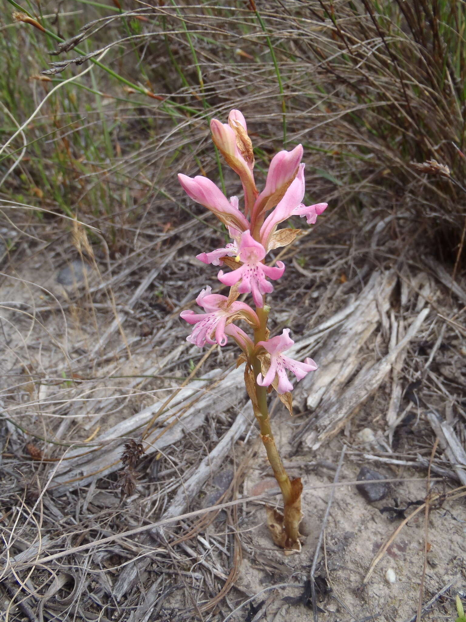 Image of Satyrium erectum Sw.