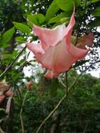 Image de Brugmansia insignis (Barb-Rodr.) T. E. Lockwood ex E. Wade Davis