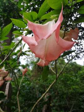 Image de Brugmansia insignis (Barb-Rodr.) T. E. Lockwood ex E. Wade Davis