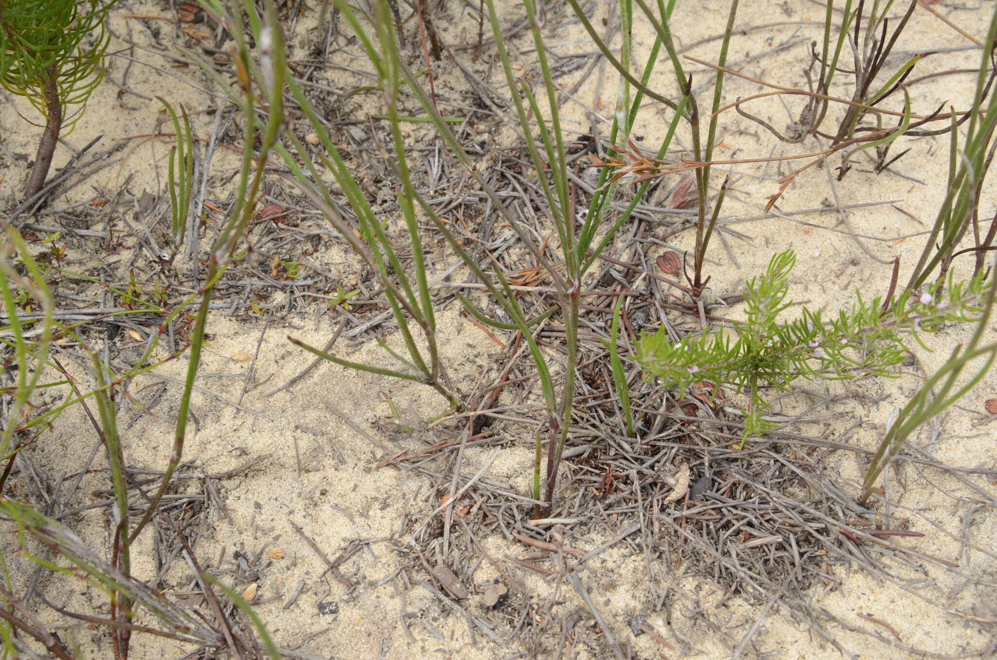 Image of Centella macrocarpa (Rich.) Adamson