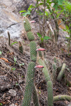 Image of Cleistocactus smaragdiflorus (F. A. C. Weber) Britton & Rose