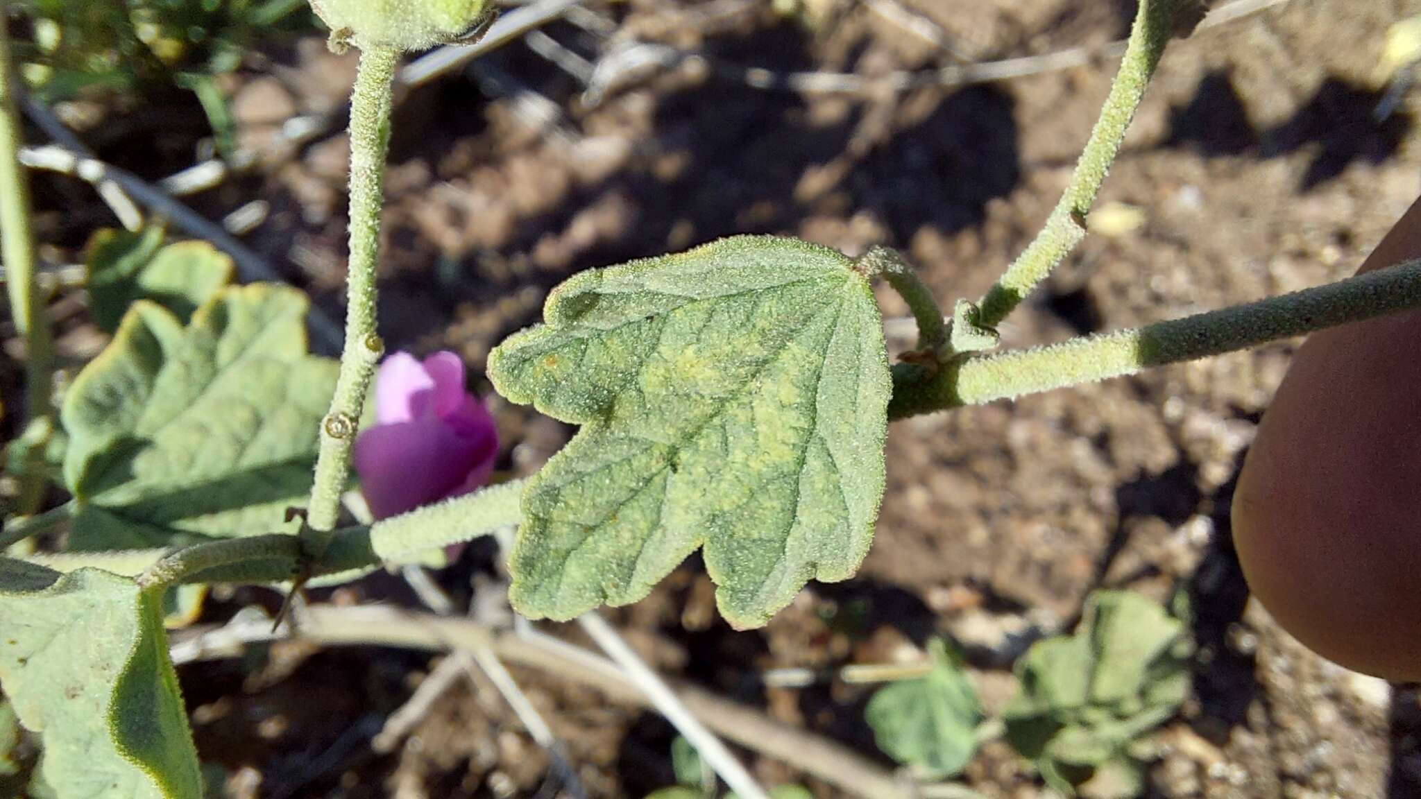 Слика од Sphaeralcea obtusiloba (Hook.) G. Don