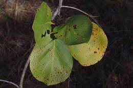 Sivun Terminalia platyphylla F. Müll. kuva