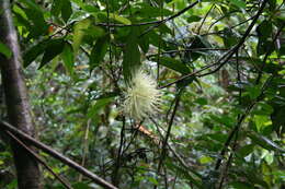 Слика од Syzygium jambos (L.) Alston