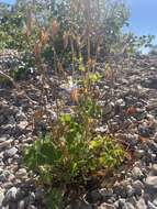 Image of Rocky Mountain blue columbine