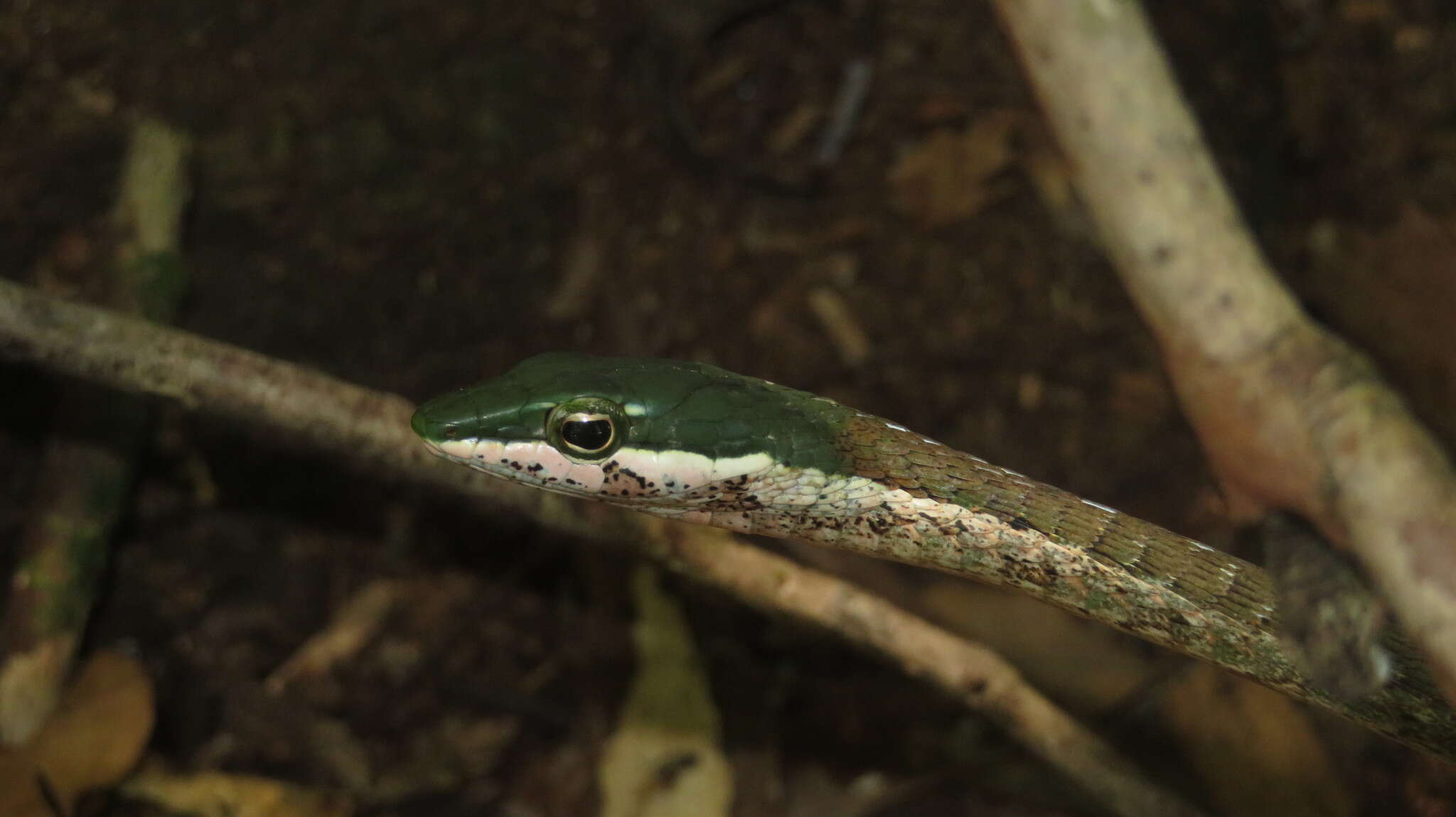 Image of Usambara vine snake