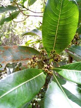 Image of Psychotria berizokae (Bremek.) A. P. Davis & Govaerts