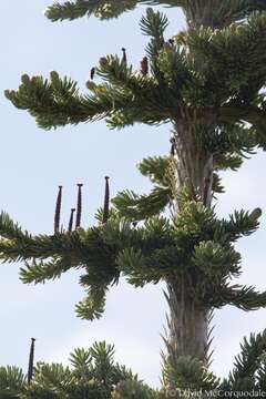 Image of subalpine fir