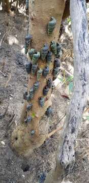 Image of truncated mangrove snail